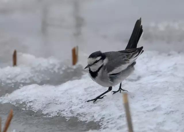 大雪