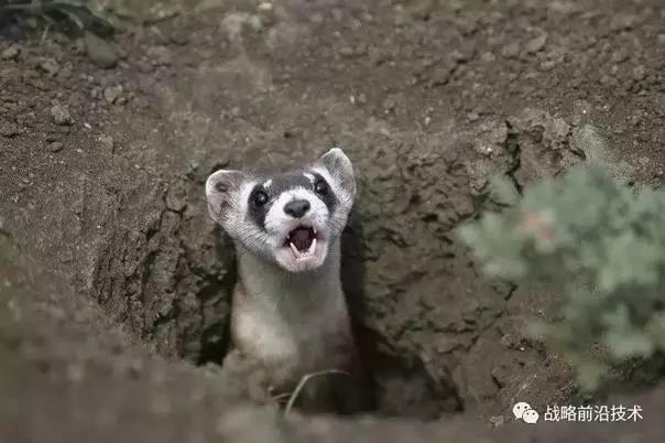 基因和干細(xì)胞技術(shù)將使得瀕危動(dòng)物不再滅絕