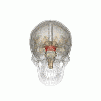馬斯克腦機融合系統Neuralink