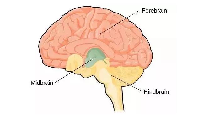 馬斯克腦機融合系統Neuralink