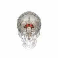 馬斯克腦機融合系統Neuralink