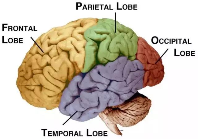 馬斯克腦機融合系統Neuralink