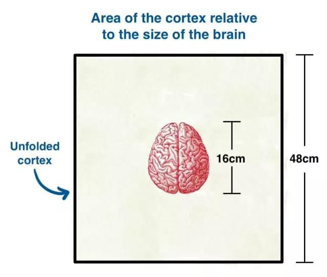 馬斯克腦機融合系統Neuralink