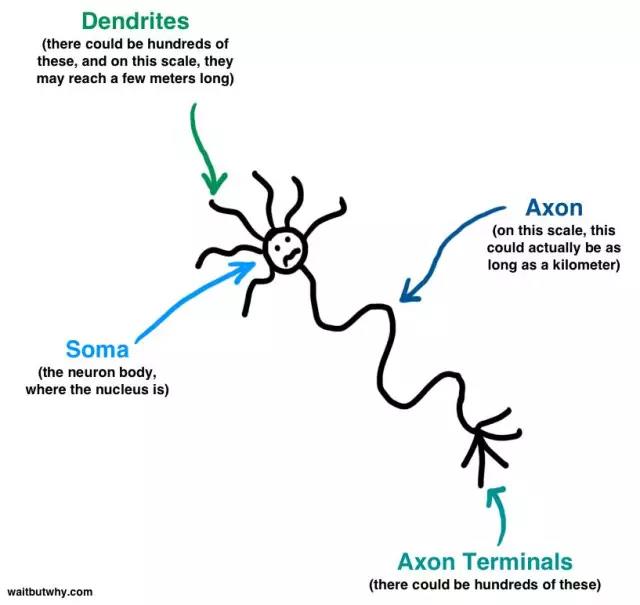 馬斯克腦機融合系統Neuralink