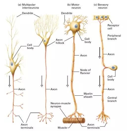 馬斯克腦機融合系統Neuralink